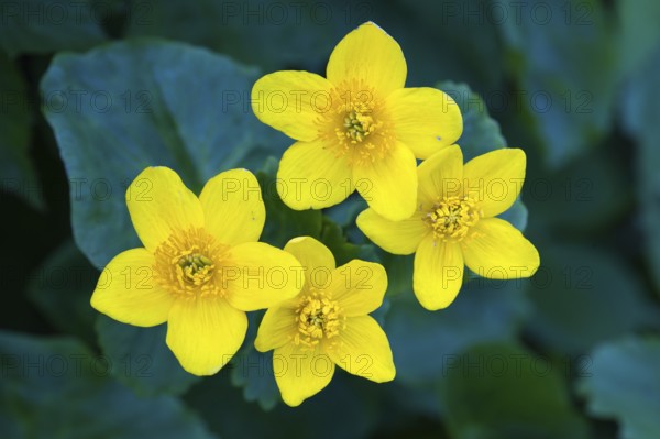 Blooming marsh marigold (Caltha palustris) at a ditch in the Ochsenmoor at Lake Dümmer, Lembruch,