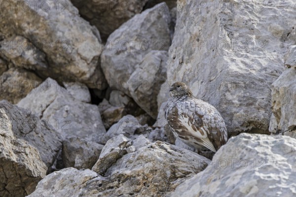 Rock ptarmigan (Lagopus muta), close-up, female stands perfectly camouflaged by the grey plumage