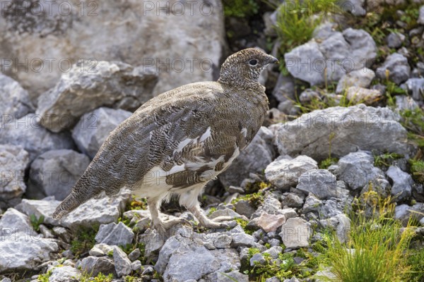 Rock ptarmigan (Lagopus muta), close-up, female walking between rocks, scree and sparse green