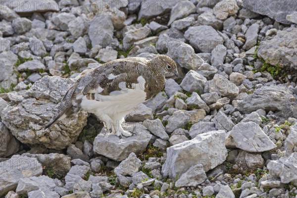 Rock ptarmigan (Lagopus muta), close-up, male walking between rocks and scree on a mountain slope
