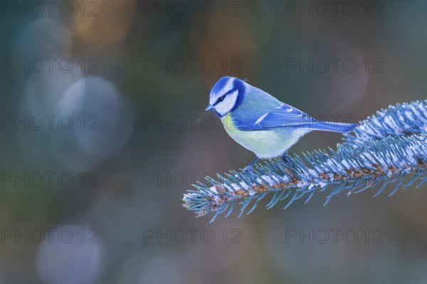 Blue tit (Cyanistes caeruleus), adult bird sitting on a snow-covered branch of a spruce tree in the