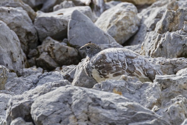 Rock ptarmigan (Lagopus muta), close-up, female hides perfectly camouflaged by the grey plumage on