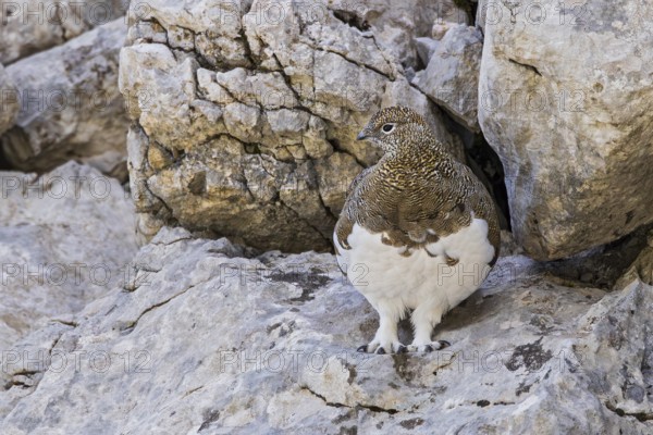 Rock ptarmigan (Lagopus muta), close-up, female standing between rocks in the Alps, Bavaria,