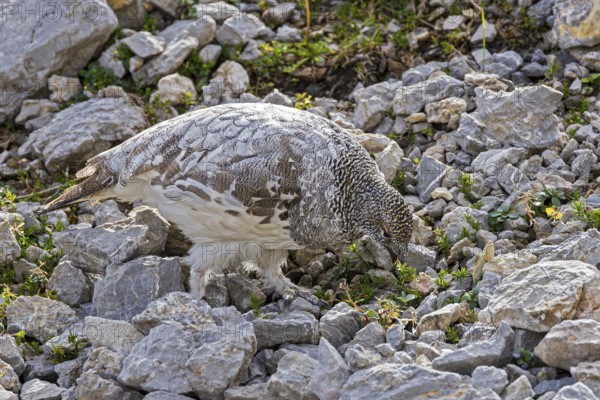 Rock ptarmigan (Lagopus muta), close-up, male feeding on green plants between rocks and scree in