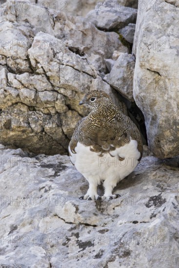 Rock ptarmigan (Lagopus muta), close-up, female standing between rocks in the Alps, Bavaria,