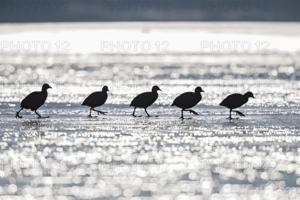 Eurasian Coot (Fulica atra), silhouette of a group walking across the ice of the frozen Altmühlsee