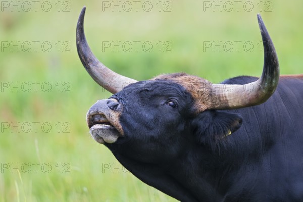 Heck cattle (Bos primigenius f. taurus), close-up and portrait of a bull with powerful horns and