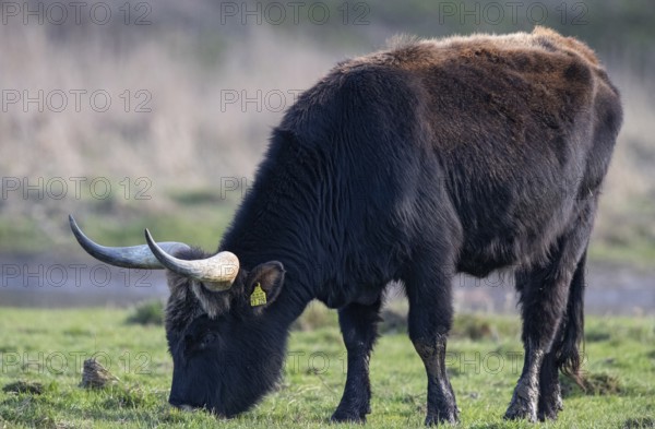 Heck cattle (Bos primigenius f. taurus), close-up of a feeding bull on pasture, Baden-Württemberg,