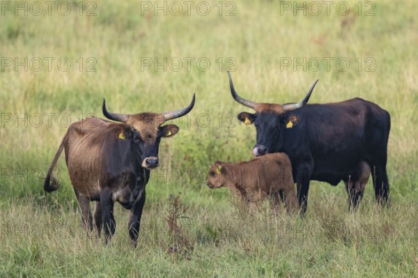 Heck cattle (Bos primigenius f. taurus), two female cows with a calf standing on pasture,