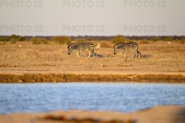 Plains zebra (Equus quagga) at the Nxai Pan waterhole, Nxai Pan National Park, near Gweta, Central