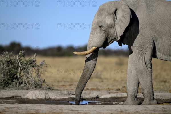 African elephant (Loxodonta africana), Nxai Pan National Park, near Gweta, Central District,