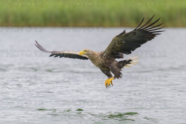 White-tailed eagle (Haliaeetus albicilla), in flight grabbing its prey, Mecklenburg-Western