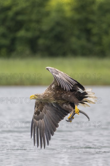 White-tailed eagle (Haliaeetus albicilla), in flight over a landscape of reeds and lakes with prey