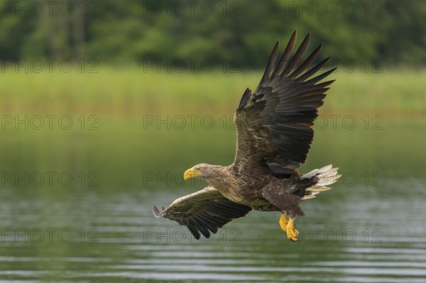White-tailed eagle (Haliaeetus albicilla), in flight over a landscape of reeds and lakes,