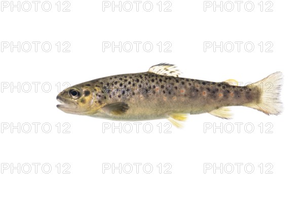 Brown trout (Salmo trutta fario), Fish, Freisteller, Vechta, Lower Saxony, Germany