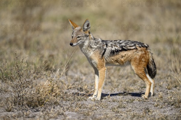 Black-backed jackal (Lupulella mesomelas), Nxai Pan National Park, near Gweta, Central District,