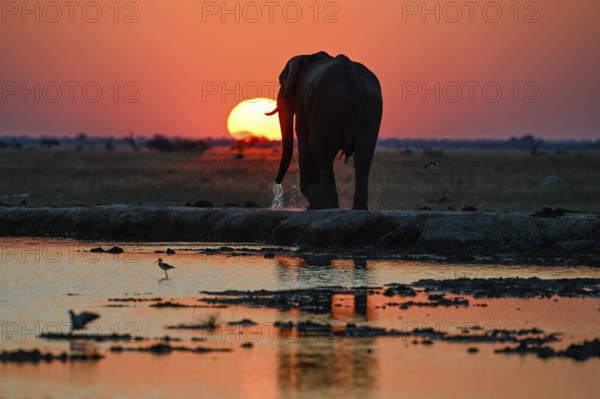 African elephant (Loxodonta africana), blue hour at Nxai Pan waterhole, sunset, Nxai Pan National