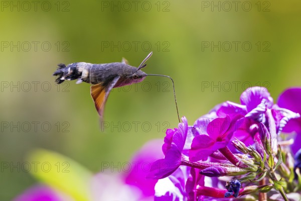 Pigeon tail (Macroglossum stellatarum), close-up, flying and hovering with its long, unrolled