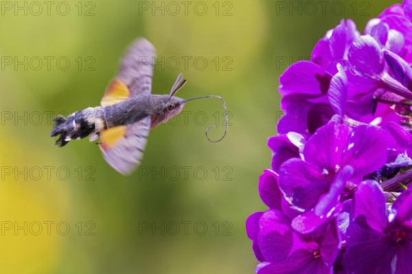 Pigeon tail (Macroglossum stellatarum), close-up, flying and hovering with long, unfurled proboscis