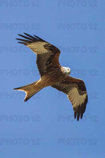 Red kite (Milvus milvus), close-up, adult bird flying in the sun against a blue sky with
