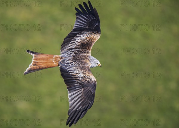 Red Kite (Milvus milvus), close-up, aerial view, adult bird flying over a green meadow in the sun