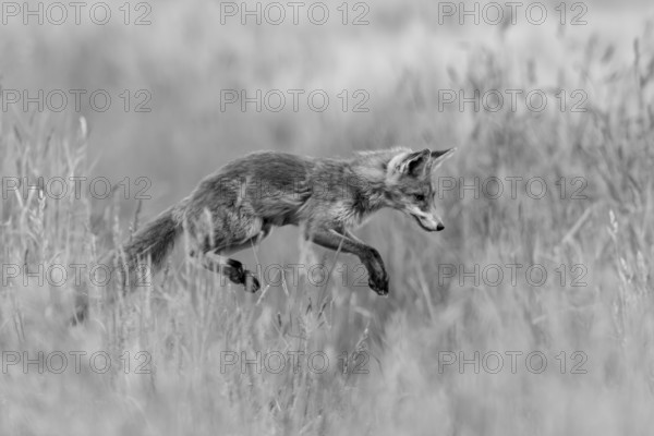 Red fox (Vulpes vulpes), close-up, monochrome, adult in a meadow leaps into the air in the