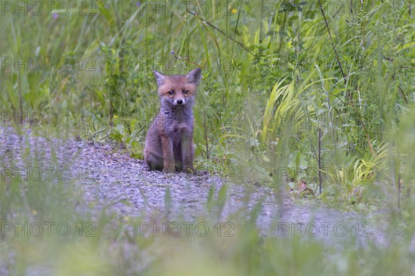 Red fox (Vulpes vulpes), cute puppy sits alone on forest path in front of green grass and looks