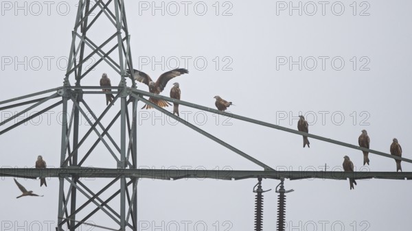 Red kite (Milvus milvus), flock of 9 birds sitting and resting on a high-voltage pylon during