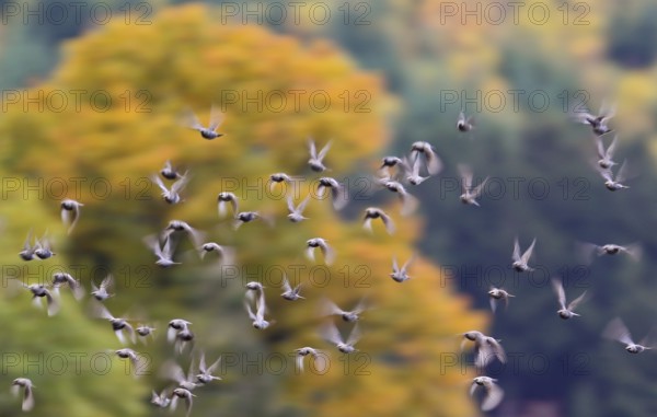 Starling (Sturnus vulgaris), flock flying in front of a colourful autumnal deciduous forest in