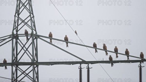 Red kite (Milvus milvus), flock of 10 birds sitting and resting on a high-voltage pylon during the