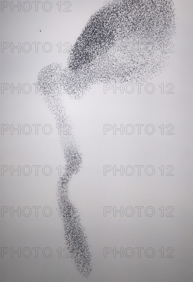 Starling (Sturnus vulgaris), huge flock forms an impressive pattern in the sky in the formation