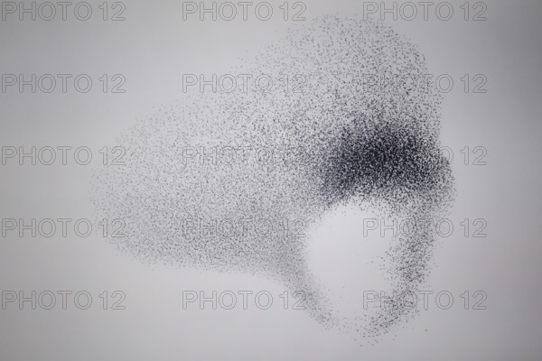 Starling (Sturnus vulgaris), huge flock forms an impressive pattern in the sky in the formation