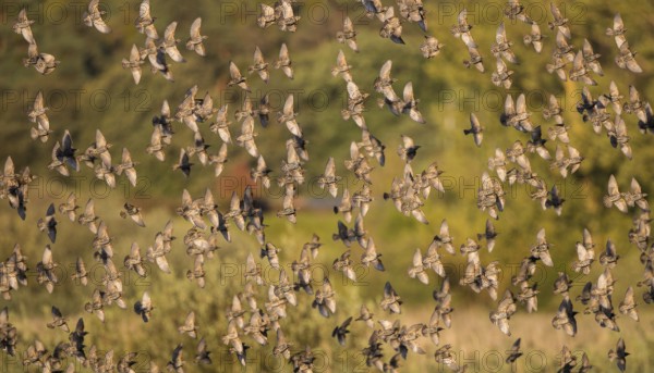 Starling (Sturnus vulgaris), large flock flying in front of deciduous forest in the evening sun