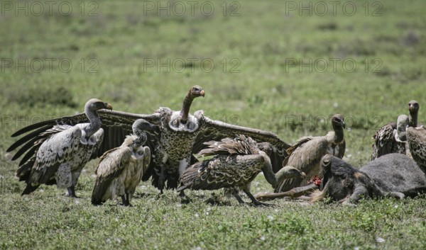 Barred vulture (Gyps rueppellii), flock feeding on the carcass of a dead blue wildebeest