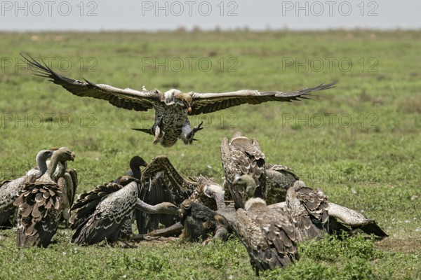 Barred vulture (Gyps rueppellii), flock feeding on the carcass of a dead blue wildebeest
