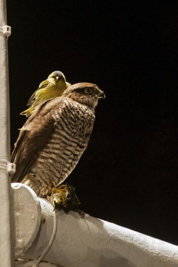 Siskin (Spinus spinus) sits in a bizarre scene on the back of a sparrowhawk (Accipiter nisus),
