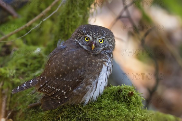 Pygmy Owl (Glaucidium passerinum), close-up and portrait, adult bird sitting on a moss-covered tree