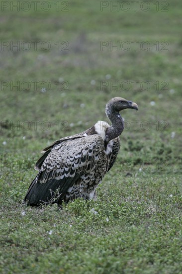 Barred vulture (Gyps rueppellii), close-up, adult bird in the savannah, Serengeti National Park,