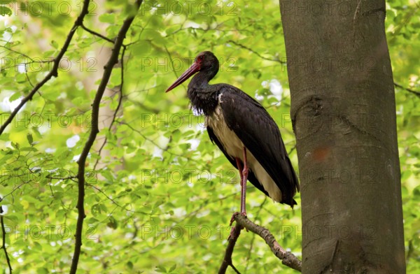 Black stork (Ciconia nigra), adult bird standing on a branch of a beech tree near the trunk and