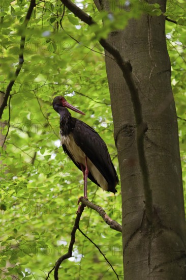 Black stork (Ciconia nigra), adult bird standing on a branch of a beech tree near the trunk and