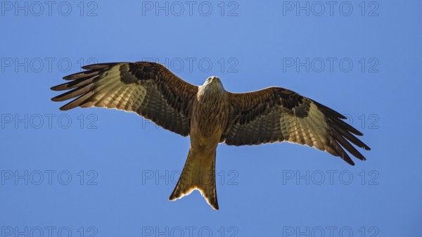 Red kite (Milvus milvus), close-up, adult bird flying in front of a blue sky with wings spread out