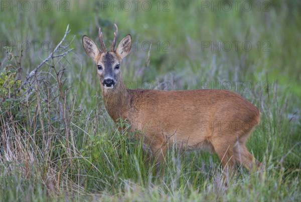 Roebuck (Capreolus capreolus), close-up, male foraging in a forest clearing in summer, looking into