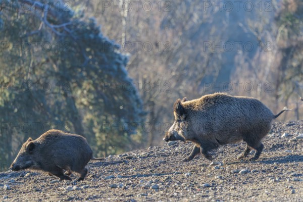An adult wild boar (Sus scrofa) runs after a young animal and attacks it. A forest can be seen in