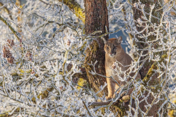 An adult female cougar (Puma concolor) sits high up in a frost-covered oak tree on a sunny, cold