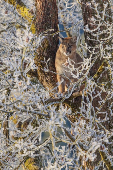 An adult female cougar (Puma concolor) sits high up in a frost-covered oak tree on a sunny, cold