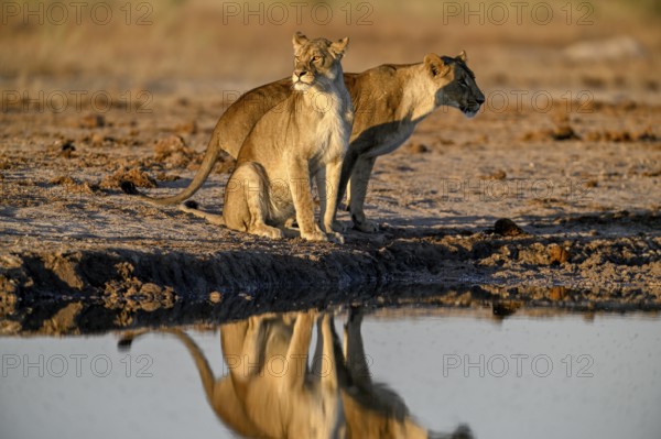 Two lionesses (Panthera leo) in the morning light at the Nxai Pan waterhole, Nxai Pan National