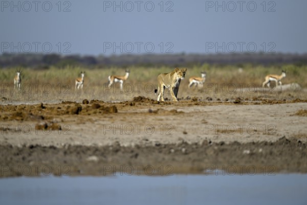 Lioness (Panthera leo) in the morning light at the Nxai Pan waterhole, Nxai Pan National Park, near