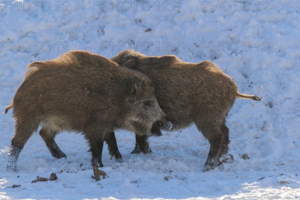 Two young wild boars (Sus scrofa) wrestle with each other in the backlight of the sun in a clearing