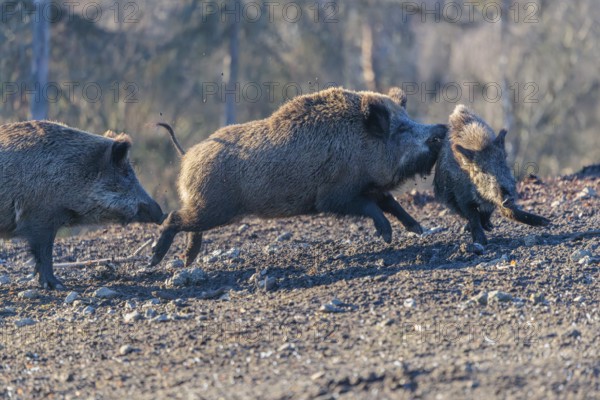 An adult wild boar (Sus scrofa) runs after a young animal and attacks it. A forest can be seen in