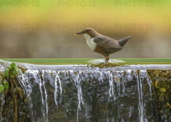 White-throated White-throated Dipper (Cinclus cinclus), standing on the edge of a weir with insects